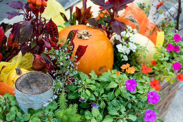 お庭もハロウィンに ハロウィン風の寄せ植えの作り方やキュートなガーデングッズを紹介 農業 ガーデニング 園芸 家庭菜園マガジン Agri Pick