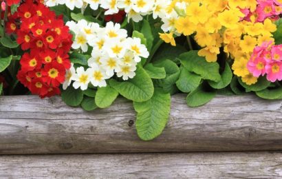 早春を告げる鉢花 プリムラ の種類と育て方 花を多く咲かせる管理 よい株の選び方は 農業 ガーデニング 園芸 家庭菜園マガジン Agri Pick