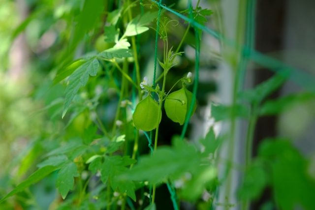グリーンカーテンはしっかり固定 ネットの張り方 固定方法 農業 ガーデニング 園芸 家庭菜園マガジン Agri Pick
