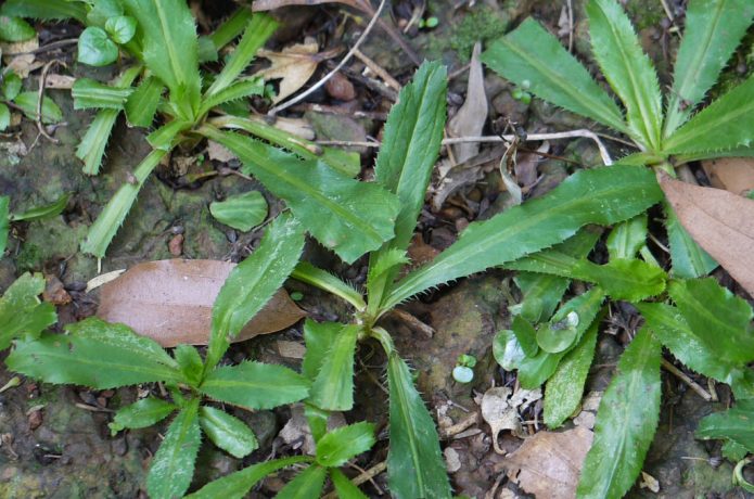 パクチーファン必見 パクチー ファラン がじわじわ人気 農業 ガーデニング 園芸 家庭菜園マガジン Agri Pick