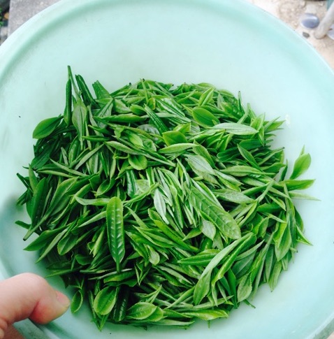 簡単おいしい 自家製緑茶の作り方 お茶摘みから入れ方まで 農業 ガーデニング 園芸 家庭菜園マガジン Agri Pick
