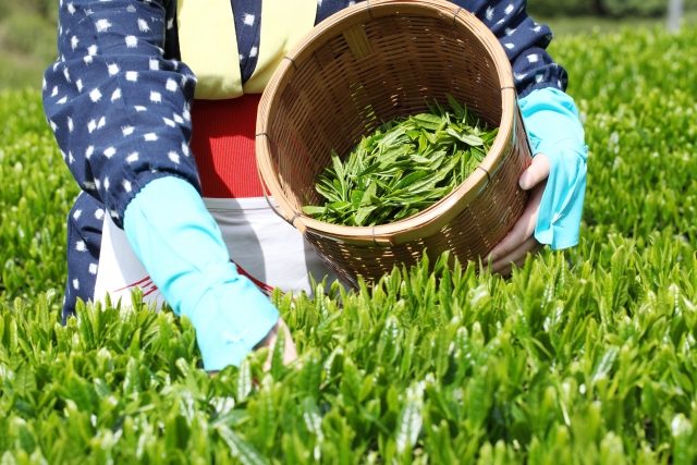 簡単おいしい 自家製緑茶の作り方 お茶摘みから入れ方まで 農業 ガーデニング 園芸 家庭菜園マガジン Agri Pick