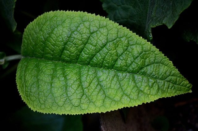 空気清浄効果 光触媒のおしゃれな観葉植物おすすめ10選 農業 ガーデニング 園芸 家庭菜園マガジン Agri Pick