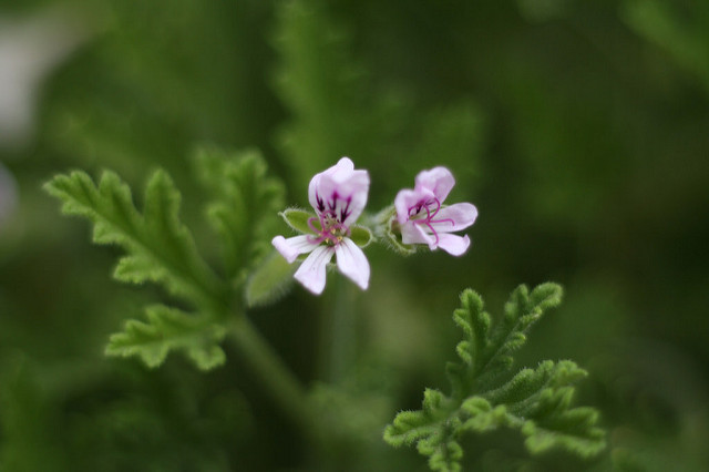 植物で虫よけ効果 蚊連草の育て方 農業 ガーデニング 園芸 家庭菜園マガジン Agri Pick