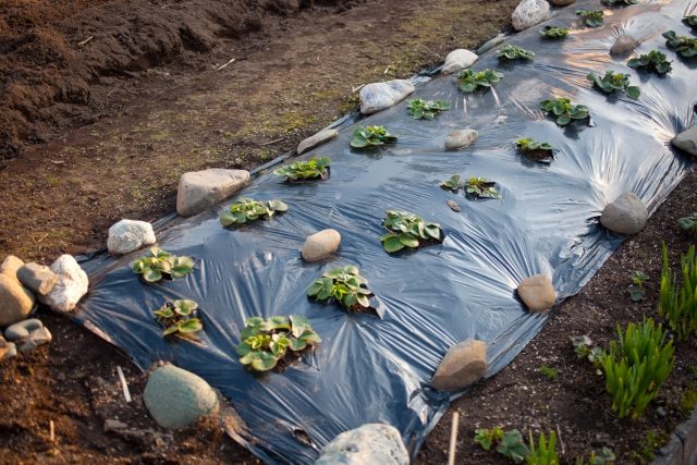 野菜を上手に育てるテクニック 効果的なマルチシートの選び方 農業 ガーデニング 園芸 家庭菜園マガジン Agri Pick