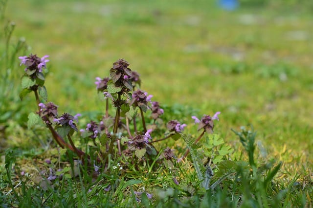 雑草を枯らし芝生を枯らさない おすすめ除草剤や効果的な時期は 農業 ガーデニング 園芸 家庭菜園マガジン Agri Pick