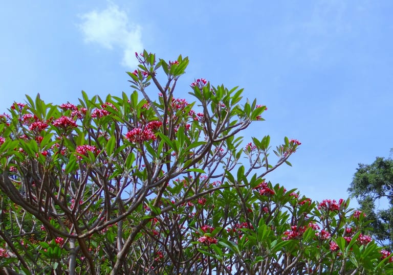 熱帯を代表する花木 プルメリアを徹底解説 主な種類や育て方 挿し木の方法は 農業 ガーデニング 園芸 家庭菜園マガジン Agri Pick