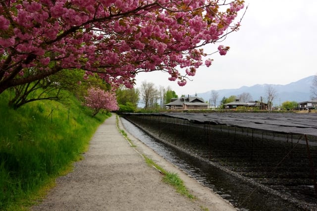 黒と白では効果が違う 寒冷紗 かんれいしゃ の効果的な使い方 農業 ガーデニング 園芸 家庭菜園マガジン Agri Pick