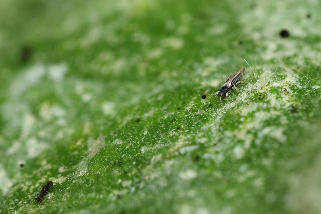 作物の葉を吸汁加害する農業害虫のアザミウマ類