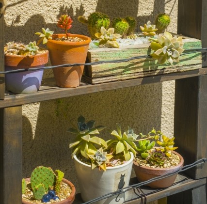 おしゃれに楽しむ多肉植物 寄せ植えの作り方や育て方のコツを紹介します 農業 ガーデニング 園芸 家庭菜園マガジン Agri Pick