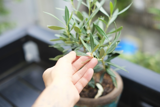 小豆島のオリーブ農家に聞く オリーブの木の育て方 地植え 農業 ガーデニング 園芸 家庭菜園マガジン Agri Pick