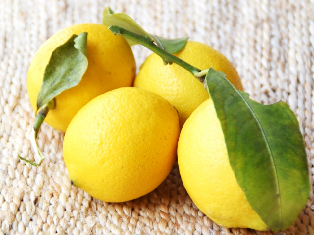 レモン農家直伝 地植えレモンの育て方 実を付ける剪定のコツやおすすめ品種も 農業 ガーデニング 園芸 家庭菜園マガジン Agri Pick