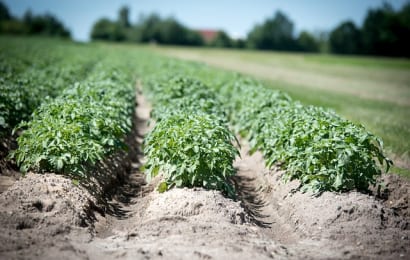 農家直伝 野菜栽培の基本は土づくり 土壌改良の方法教えます 農業 ガーデニング 園芸 家庭菜園マガジン Agri Pick