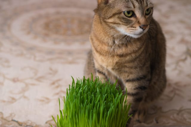 Agri Pick 猫部 猫草の育て方 無印の栽培キットで育ててみた 農業 ガーデニング 園芸 家庭菜園マガジン Agri Pick