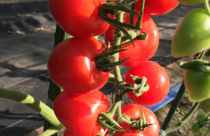トマト ミニトマト 基本の育て方と本格的な栽培のコツ 農業 ガーデニング 園芸 家庭菜園マガジン Agri Pick