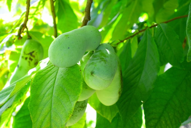 幻のフルーツ ポポーの育て方 食べ方 農業 ガーデニング 園芸 家庭菜園マガジン Agri Pick