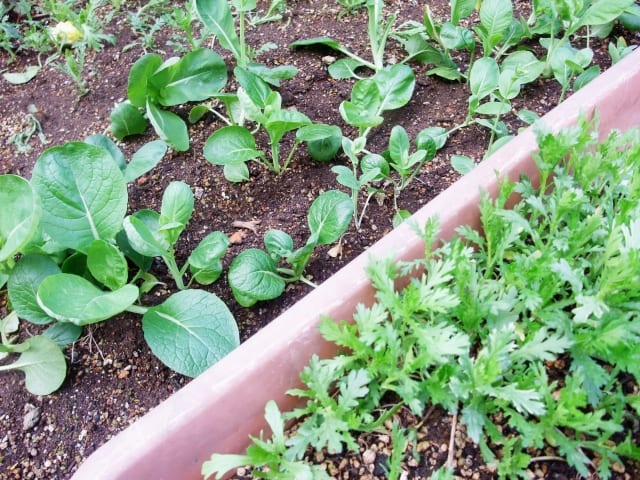 野菜栽培の場合の鹿沼土の配合