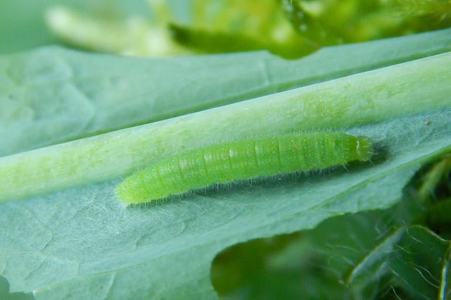 アオムシ 青虫 発見のポイントと有効な駆除対策は 農業 ガーデニング 園芸 家庭菜園マガジン Agri Pick