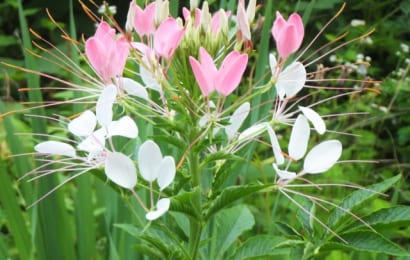 ピンクと白い花弁をもつクレオメの花