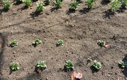 バーク堆肥のおすすめ10選 使い方や価格 腐葉土との違いなども紹介 農業 ガーデニング 園芸 家庭菜園マガジン Agri Pick