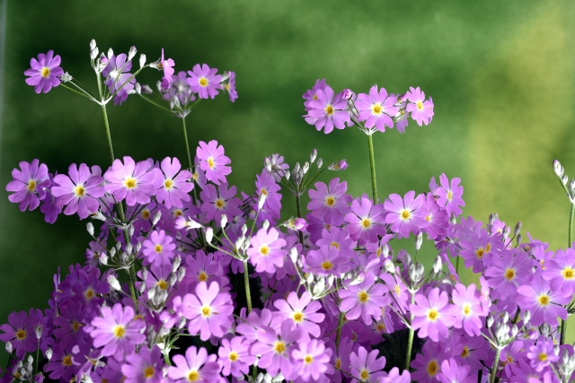 春を告げる花 サクラソウ の人気品種と育て方 農業 ガーデニング 園芸 家庭菜園マガジン Agri Pick