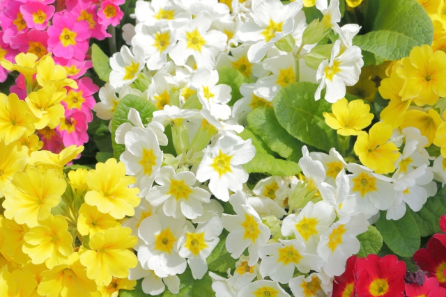春を告げる花 サクラソウ の人気品種と育て方 農業 ガーデニング 園芸 家庭菜園マガジン Agri Pick