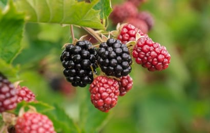 ベリーの達人が解説 ラズベリーの育て方 鉢植え プランター 地植え 農業 ガーデニング 園芸 家庭菜園マガジン Agri Pick