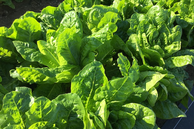 レタス 基本の育て方と本格的な栽培のコツ 農業 ガーデニング 園芸 家庭菜園マガジン Agri Pick