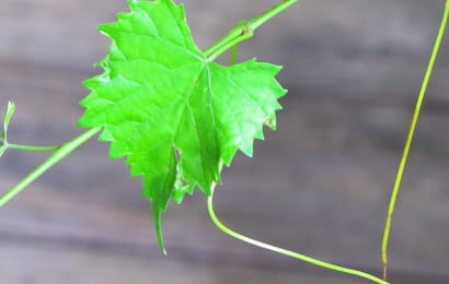 ぶどうの葉
