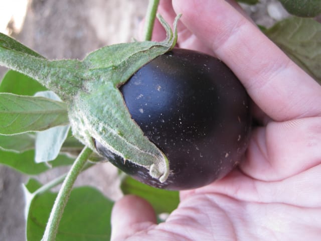 ナス 基本の育て方と本格的な栽培のコツ 農業 ガーデニング 園芸 家庭菜園マガジン Agri Pick