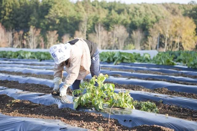 炎天下の畑で農作業する女性