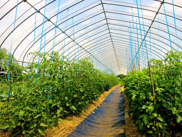 トマト ミニトマト 基本の育て方と本格的な栽培のコツ 農業 ガーデニング 園芸 家庭菜園マガジン Agri Pick