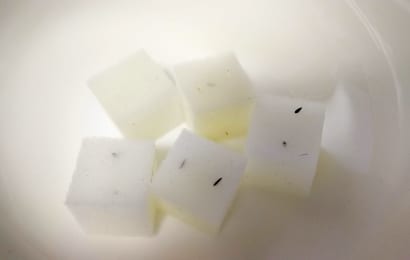 スポンジに種まき