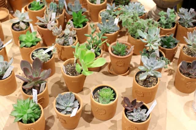 小さな陶器の植木鉢は100均などでも買える