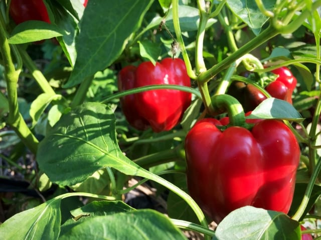 パプリカ 基本の育て方と本格的な栽培のコツ 農業 ガーデニング 園芸 家庭菜園マガジン Agri Pick