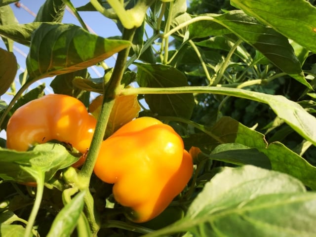 パプリカ 基本の育て方と本格的な栽培のコツ 農業 ガーデニング 園芸 家庭菜園マガジン Agri Pick