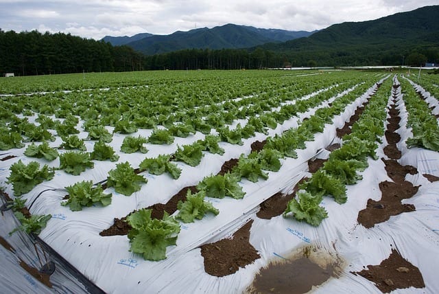 レタス 基本の育て方と本格的な栽培のコツ 農業 ガーデニング 園芸 家庭菜園マガジン Agri Pick