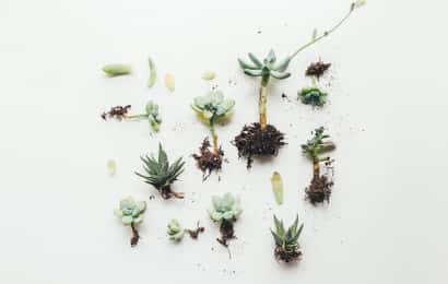 陶器の植木鉢の場合、根腐れに注意