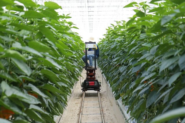 パプリカ 基本の育て方と本格的な栽培のコツ 農業 ガーデニング 園芸 家庭菜園マガジン Agri Pick