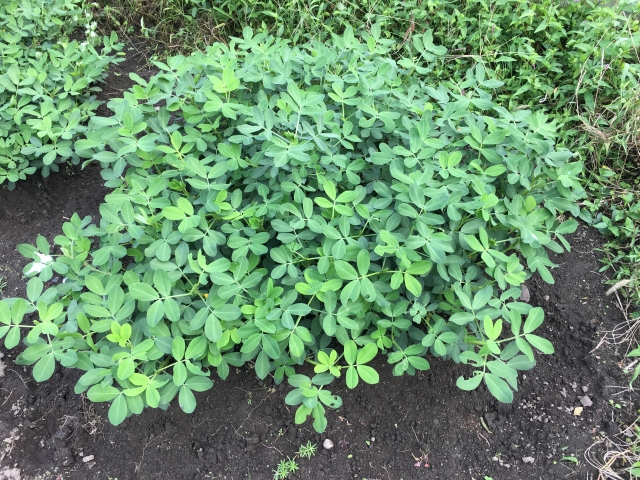 畑で育てる落花生