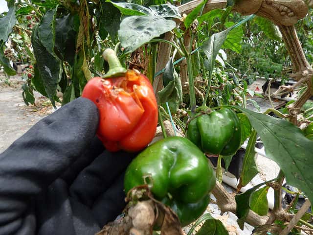 パプリカ 基本の育て方と本格的な栽培のコツ 農業 ガーデニング 園芸 家庭菜園マガジン Agri Pick