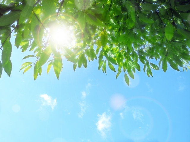 太陽と木陰