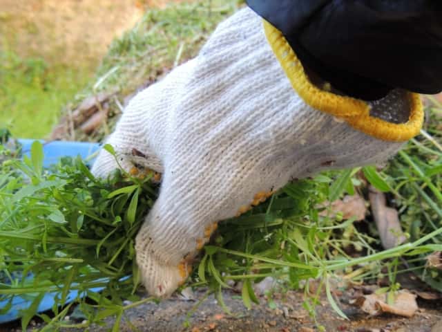 雑草を抜く軍手