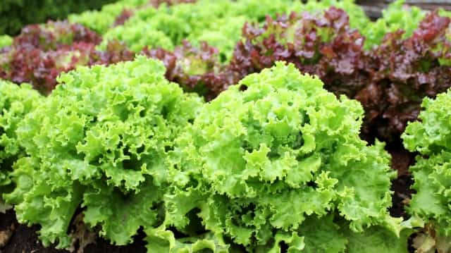 リーフレタス の育て方 菜園でもプランターでも 農業 ガーデニング 園芸 家庭菜園マガジン Agri Pick