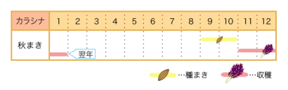 家庭菜園カレンダー　カラシナ