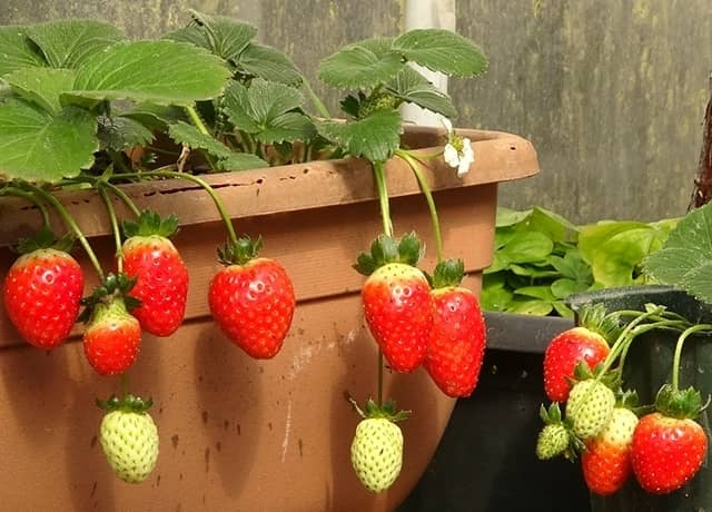 イチゴのプランター栽培｜菜園のプロが初心者でも失敗しない育て方を