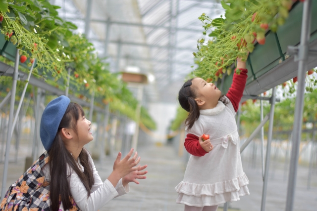 いちご狩り