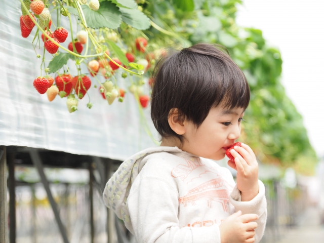 子どもいちご狩り