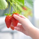 2020年最新 福岡のいちご狩りおすすめ農園紹介 あまおう食べ放題など人気12選 農業 ガーデニング 園芸 家庭菜園マガジン Agri Pick