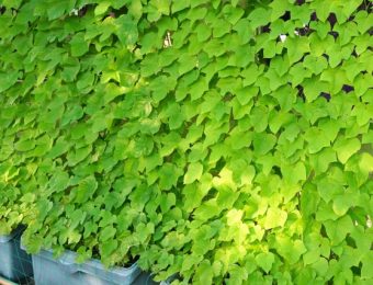 失敗しないグリーンカーテンの作り方とおすすめの植物10種類 農業 ガーデニング 園芸 家庭菜園マガジン Agri Pick